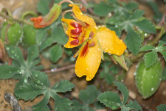 Cochlospermum wrightii