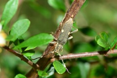 Pempsamacra pygmaea