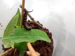 Cephonodes hylas