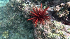 Heterocentrotus mamillatus