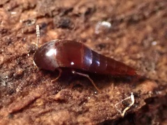 Sepedophilus