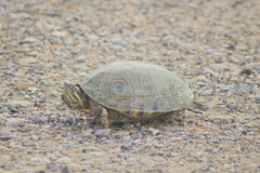 Trachemys venusta cataspila