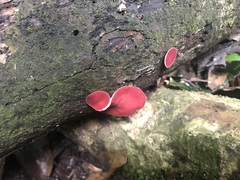 Phillipsia subpurpurea