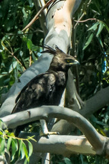 Lophaetus occipitalis