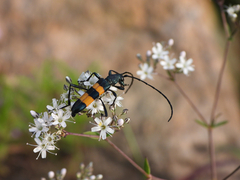 Polyzonus fasciatus