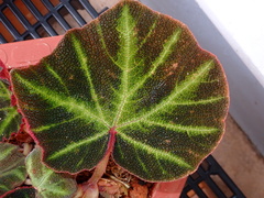 Begonia solimutata