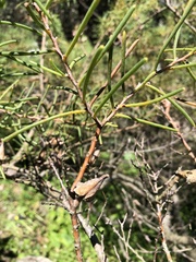 Hakea teretifolia