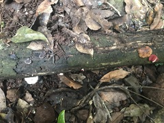 Phillipsia subpurpurea