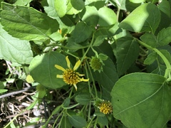 Wollastonia