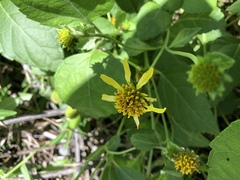 Wollastonia