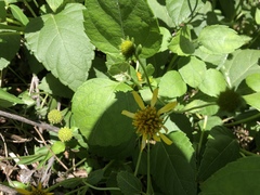 Wollastonia