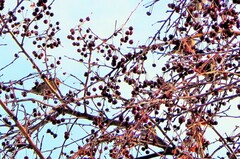 Fringilla montifringilla