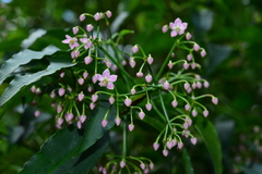 Ardisia virens