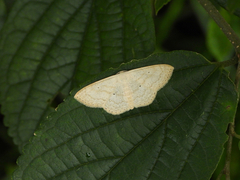 Scopula minorata