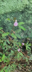 Mimosa pudica