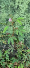 Mimosa pudica