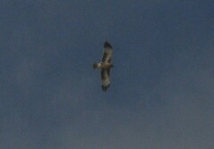 Hieraaetus morphnoides