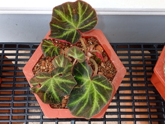 Begonia solimutata