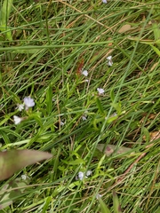 Lobelia anceps