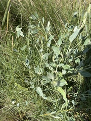 Chenopodium robertianum