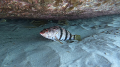 Hypoplectrodes nigroruber