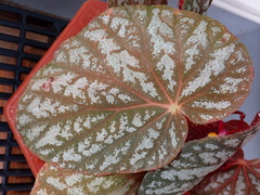 Begonia rex-cultorum