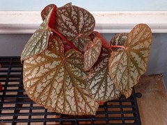Begonia rex-cultorum