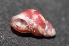 Eulithidium
