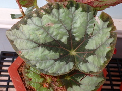 Begonia rex-cultorum