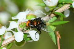 Amenia chrysame