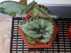 Begonia rex-cultorum