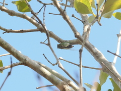 Arunta interclusa
