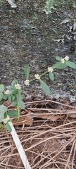 Alternanthera sessilis