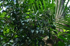 Ardisia virens