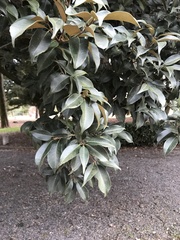 Castanopsis sieboldii