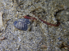 Syngnathidae