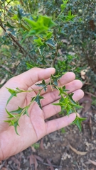 Podolobium ilicifolium