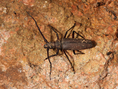 Aegosoma sinicum sinicum