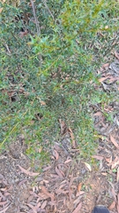 Podolobium ilicifolium