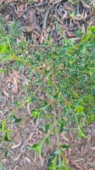 Podolobium ilicifolium