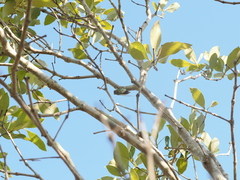 Arunta interclusa