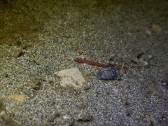 Syngnathidae
