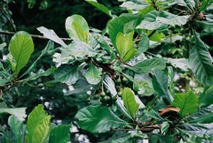 Anthocleista schweinfurthii