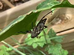 Amphipsalta