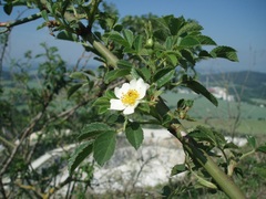 Rosa agrestis