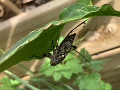Amphipsalta