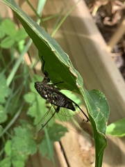 Amphipsalta