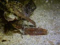 Acentronura breviperula