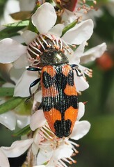 Castiarina delectabilis