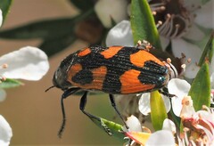 Castiarina delectabilis